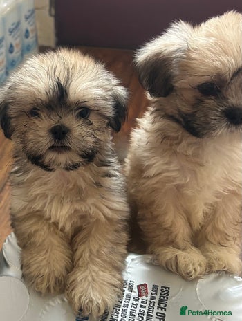 Lhasa Apso dogs - Advert 4