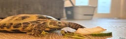 Hermann Tortoise reptiles for sale: Turbo horse field tortoise  - Advert 2