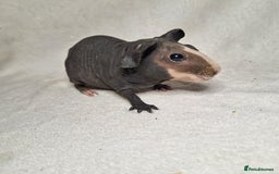 Guinea Pig rodents for sale: Skinny pig boys - Image 3