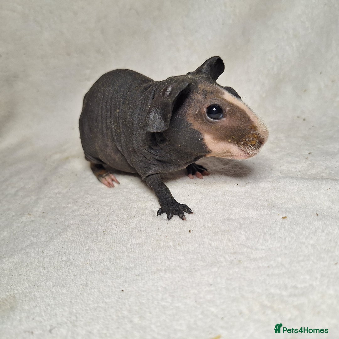 Guinea Pig rodents for sale: Skinny pig boys - Image 3