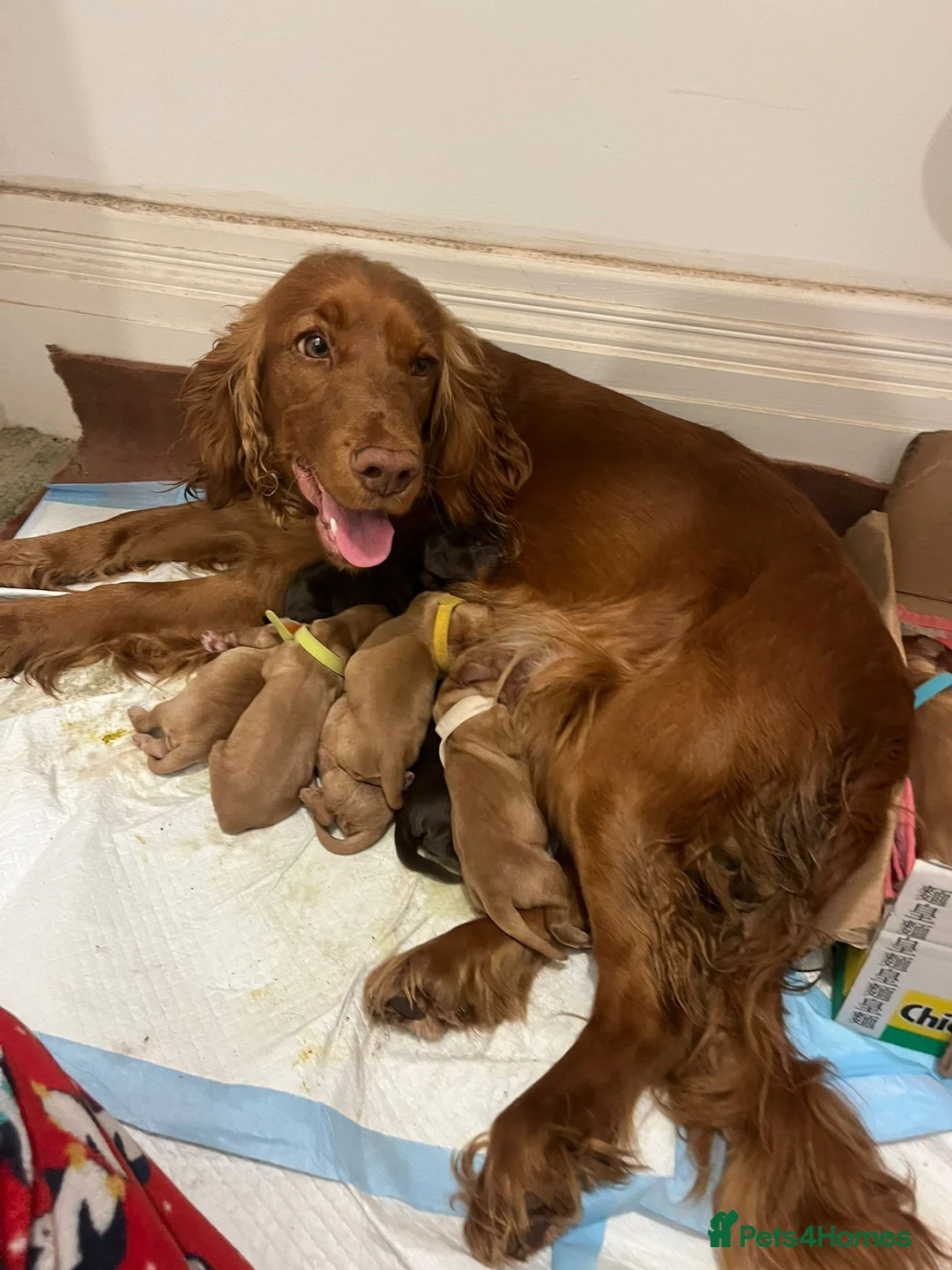 Cocker Spaniel dogs for sale: Show Cocker Spaniels for sale in Usk - Advert 2