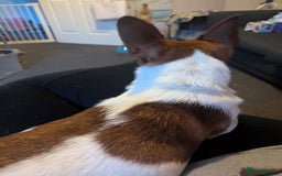 Jack Russell dogs for sale: Hi my name is patch - Image 4