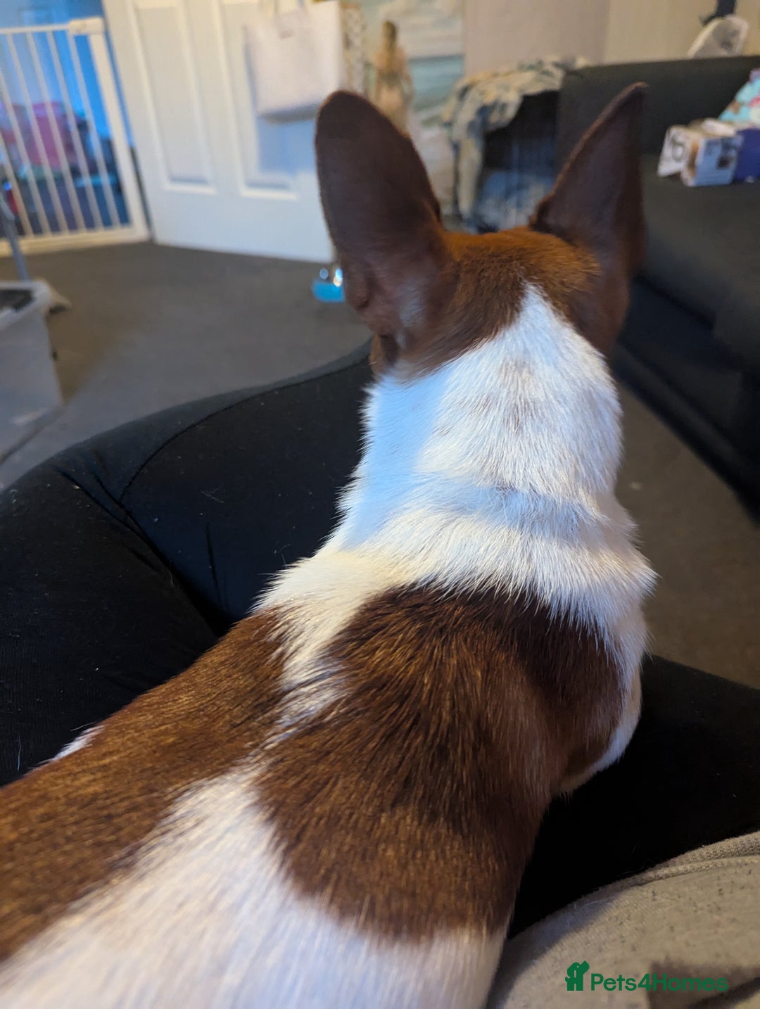 Jack Russell dogs for sale: Hi my name is patch - Image 4