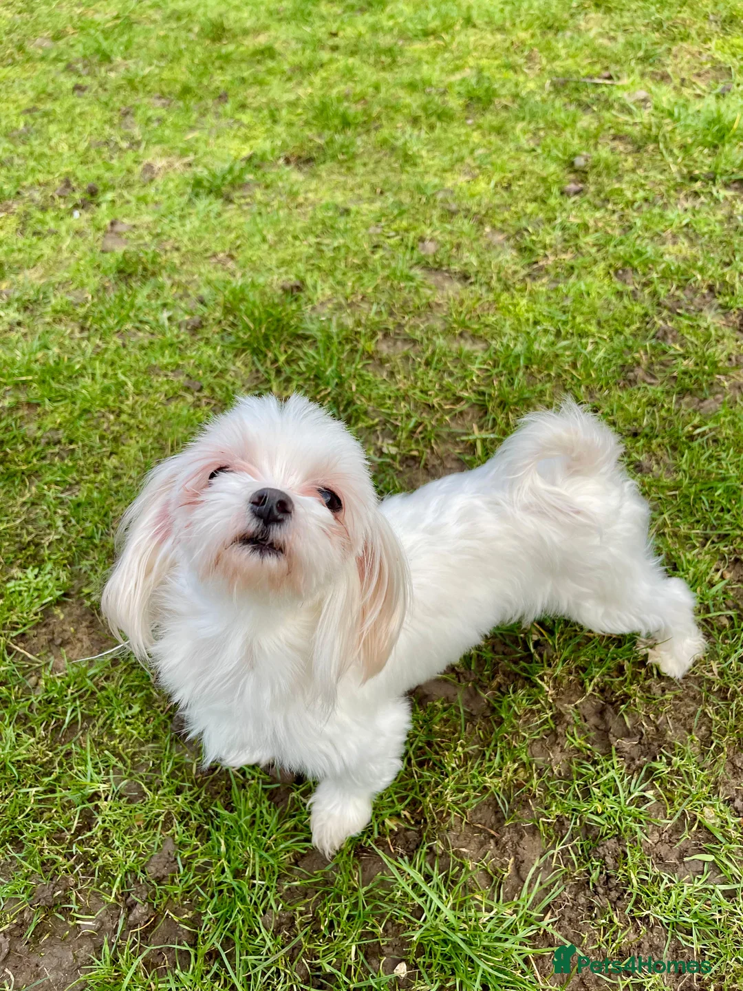 Maltese dogs for sale: Loving Home Wanted for Sweet Maltese Girl - Advert 11