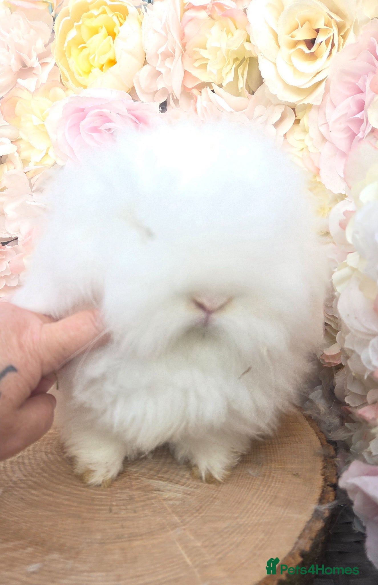 Angora rabbits Teddywidders - Advert 14