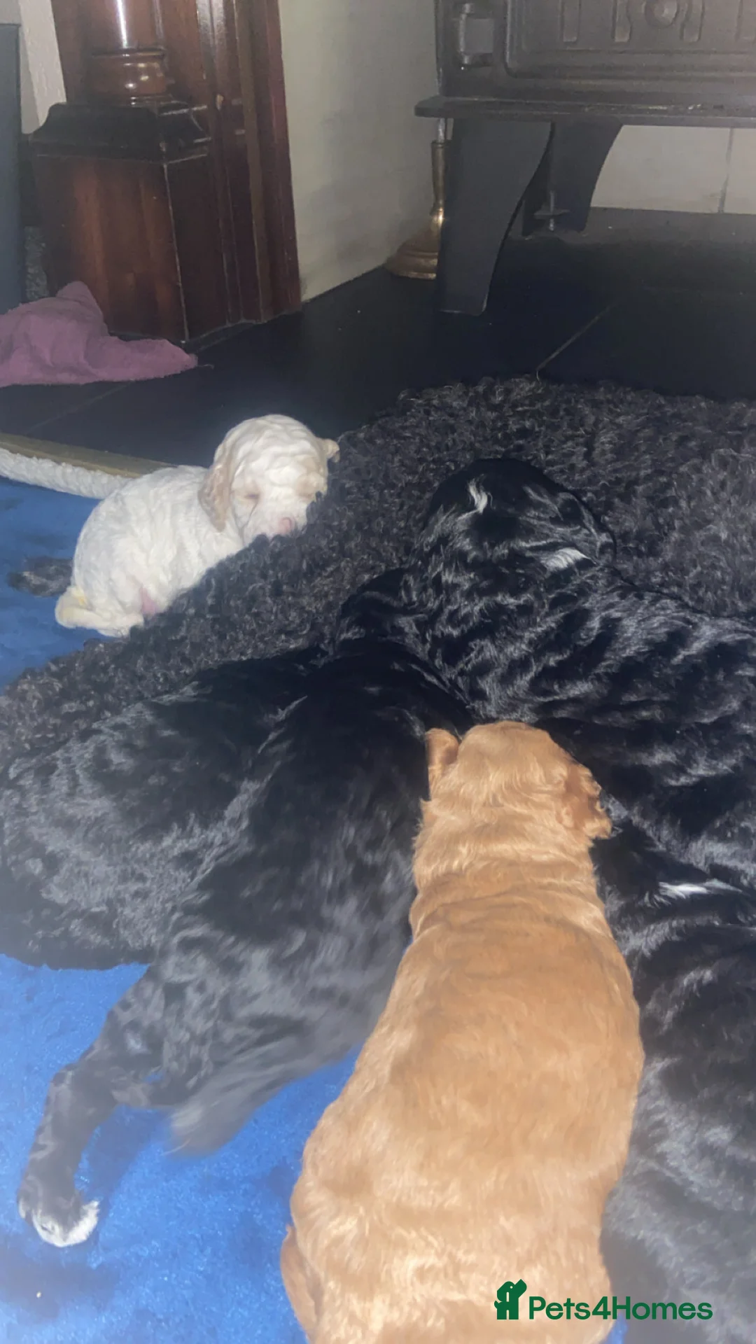 Cockapoo dogs for sale: F1BB TOY COCKAPOOS - Advert 2