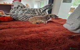 Mixed Breed livestock for sale: Pair of Meerkats  - Advert 4