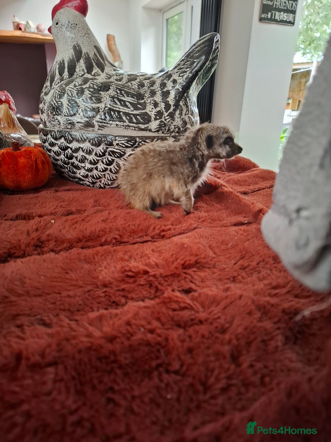 Mixed Breed livestock for sale: Pair of Meerkats  - Advert 4