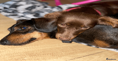 Miniature Dachshund dogs - Advert 4