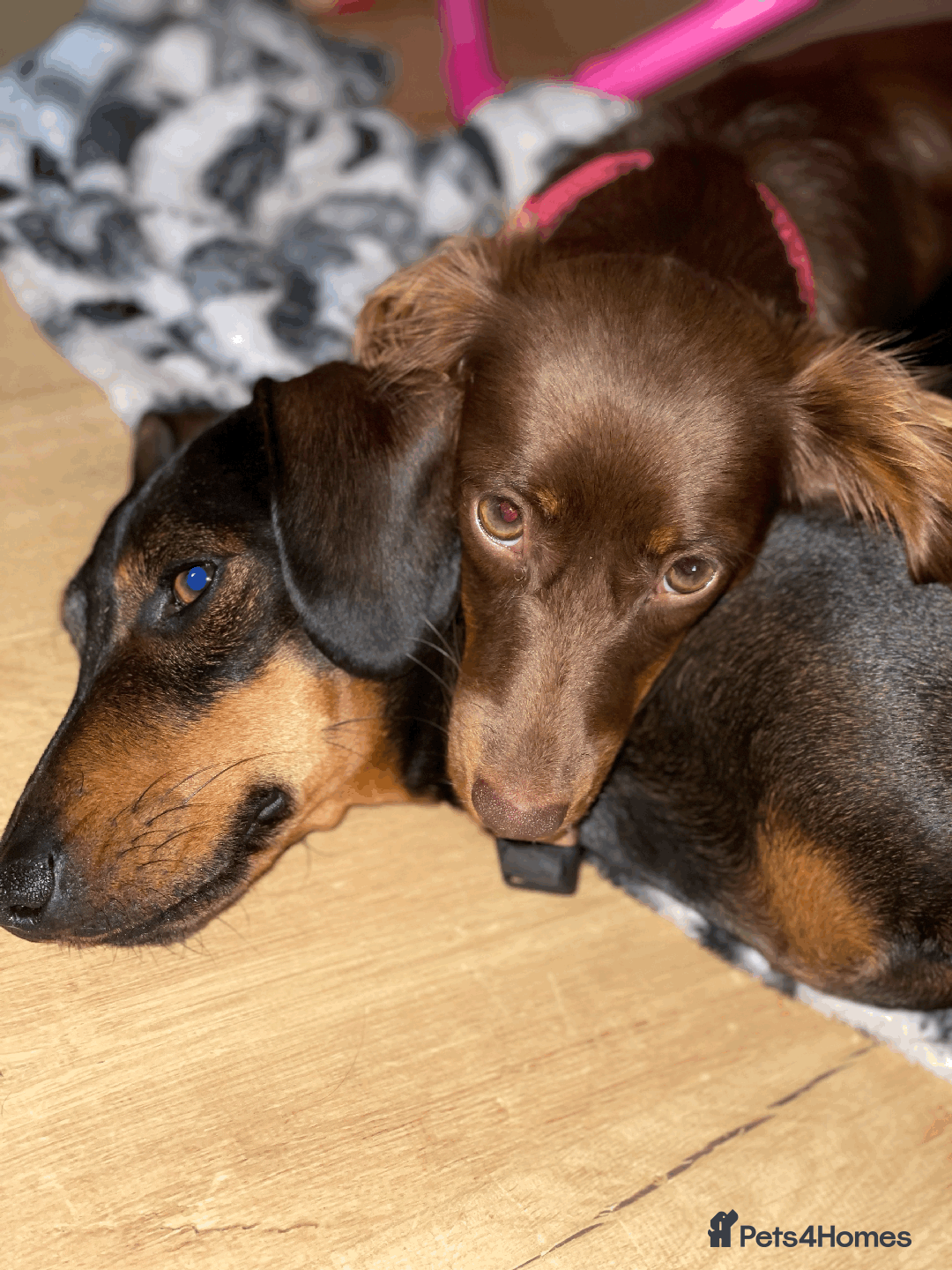Miniature Dachshund dogs for sale: 🧬 🐶 Beautiful miniature dachshunds 🐶 🧬  - Image 2