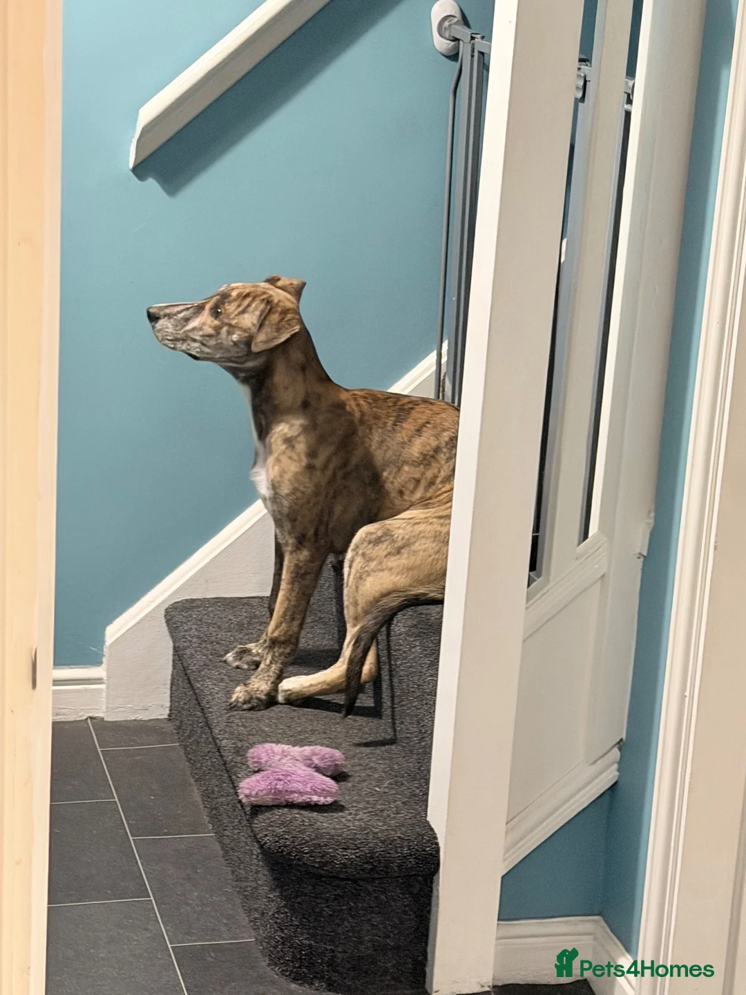 Mixed Breed dogs for sale: 10 month old trixie German shepherd x collie in Cambridge - Advert 3