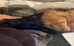 Mixed Breed dogs for adoption: Sweet Nathan looking for LOVE - Image 7