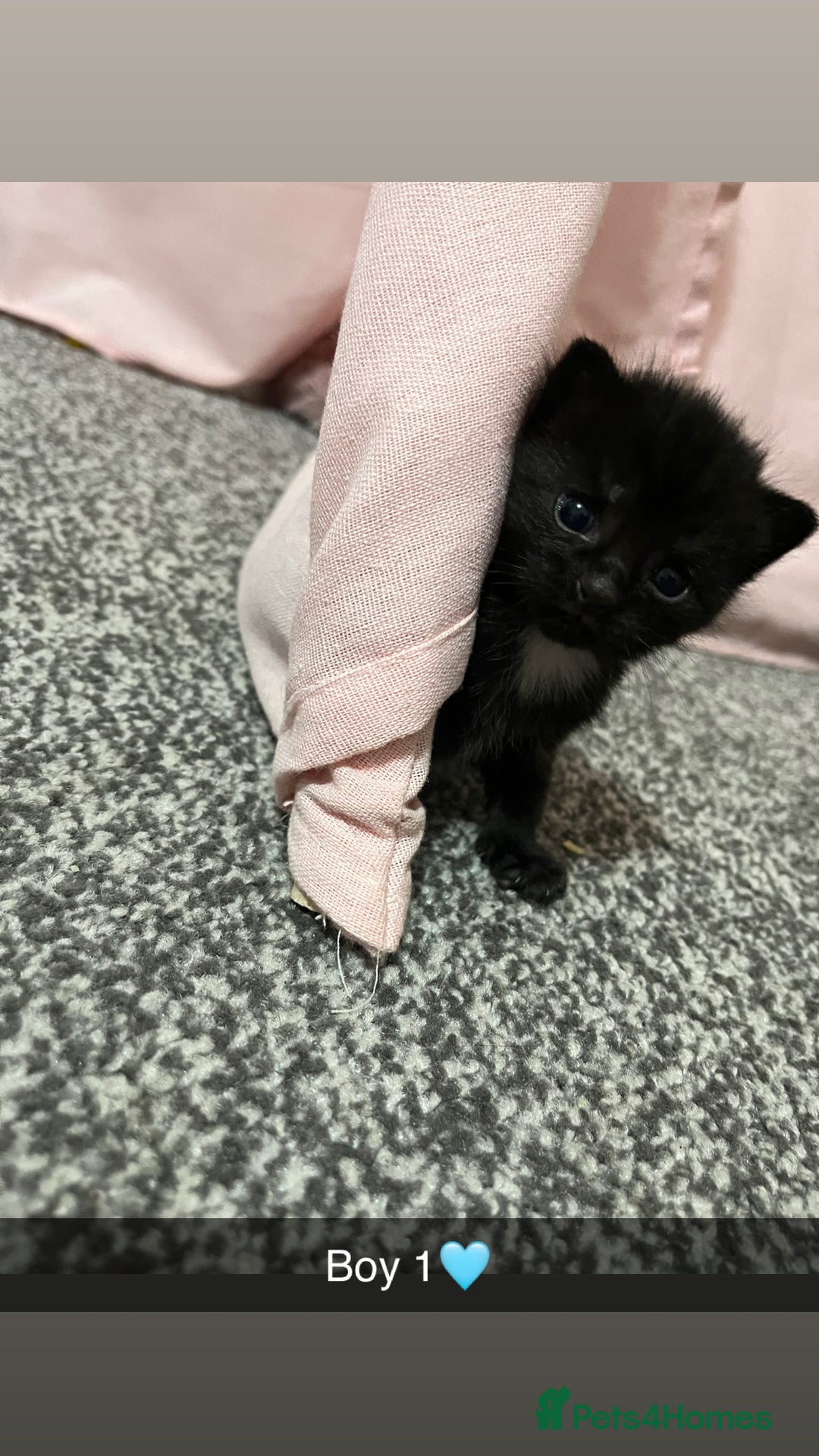 Mixed Breed cats for sale: 2 male kittens  - Image 2