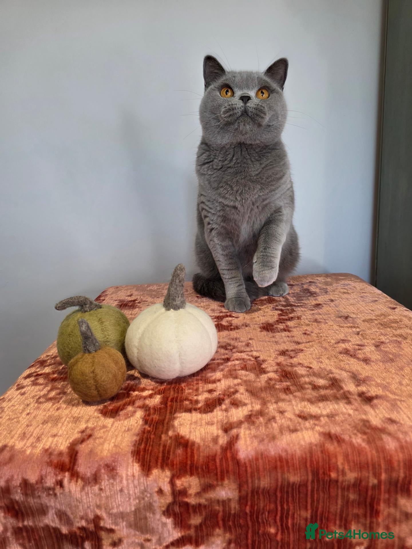 British Shorthair cats CHAMPION BSH BLUE QUEEN RETIRING  - Advert 7