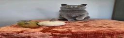 British Shorthair cats for sale: CHAMPION BSH BLUE QUEEN RETIRING  - Advert 1