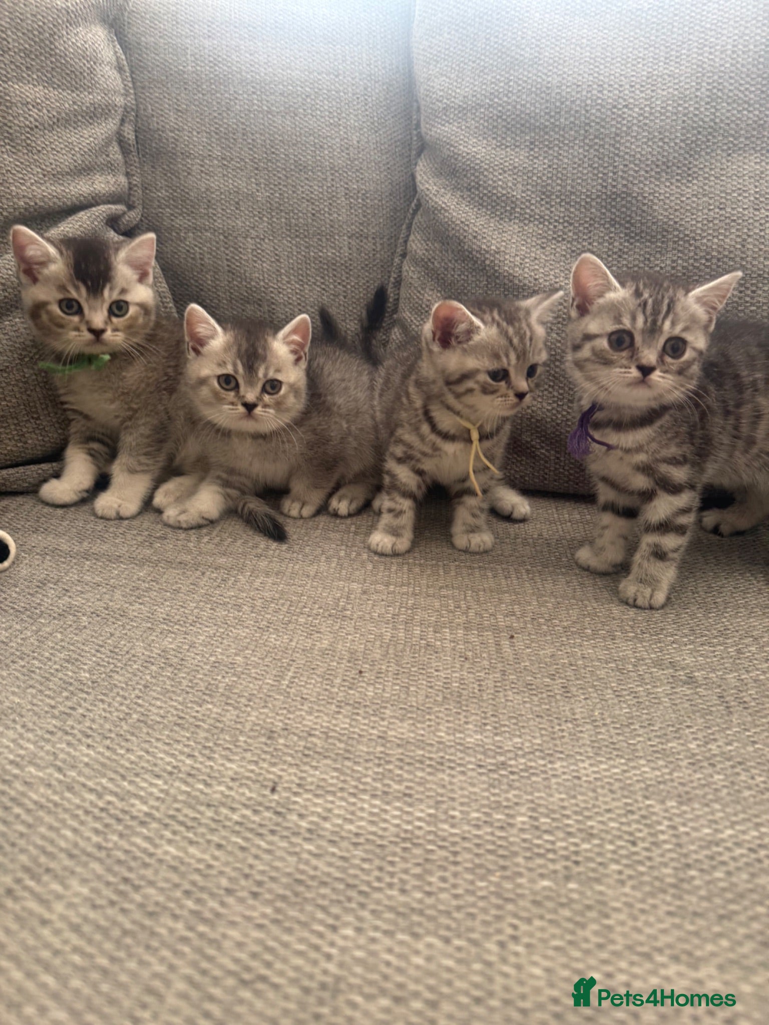 British Shorthair cats GCCF BSH registered Kittens  - Advert 13