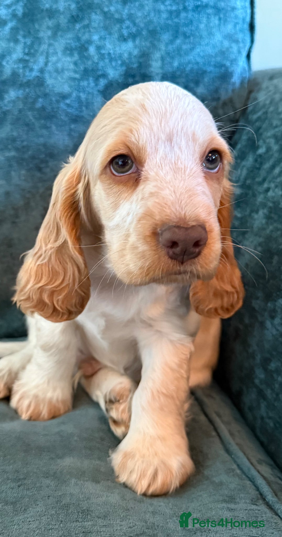 Cocker Spaniel dogs 2 BOYS AVAILABLE -REDUCED READY TO GO £1000 - Advert 2