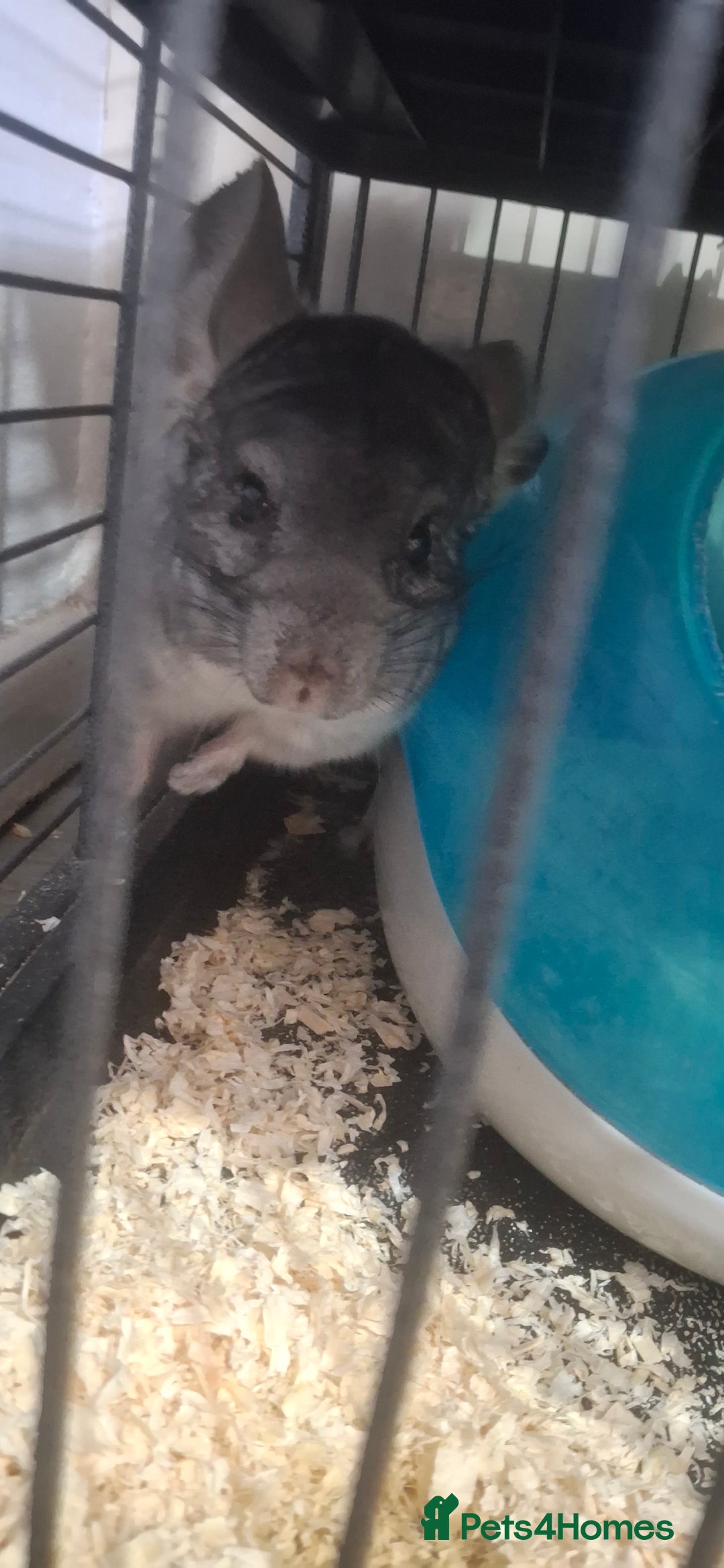 Chinchilla rodents for sale: Male chinchilla and cage  - Advert 2