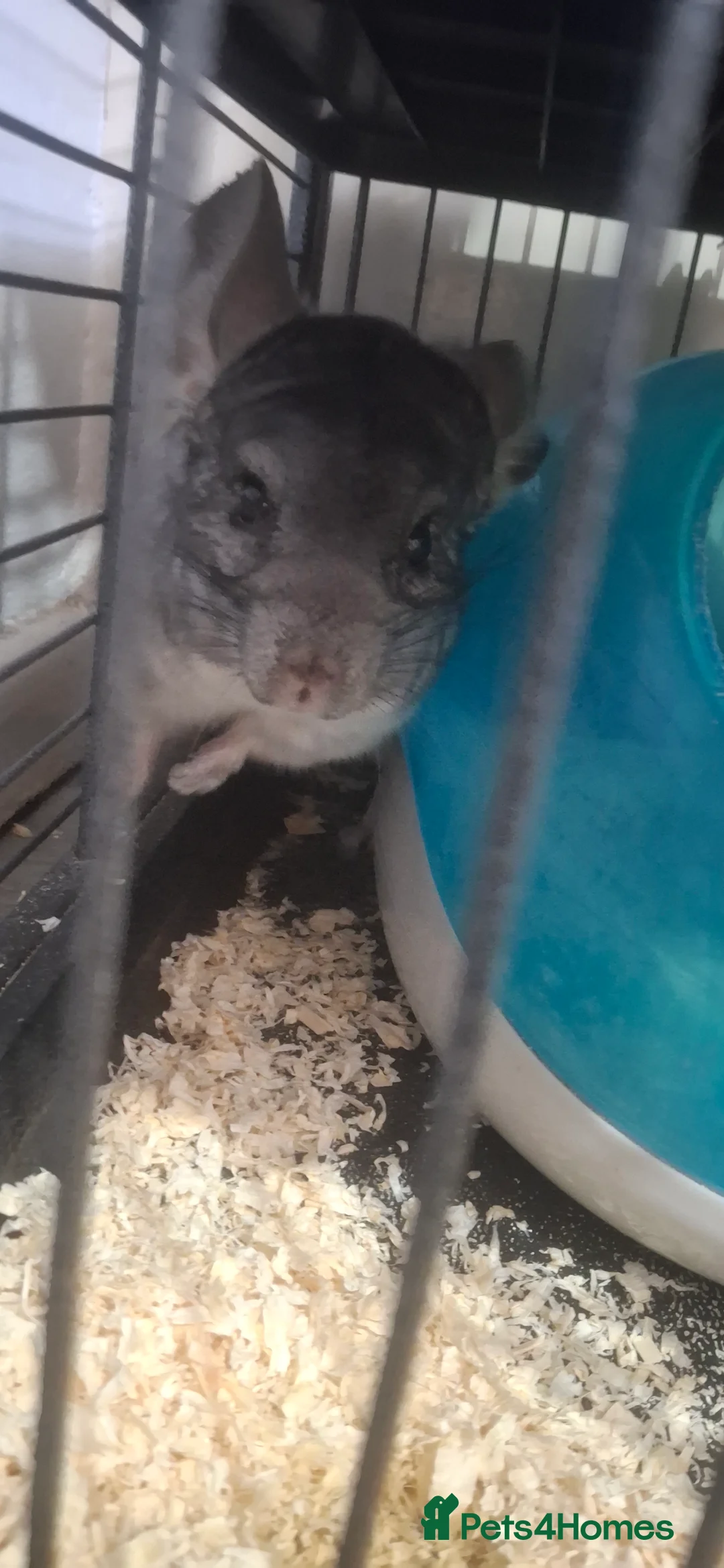 Chinchilla rodents for sale: Male chinchilla and cage  - Advert 2