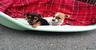 Jack Russell dogs - Advert 5