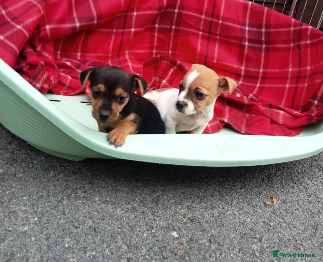 Jack Russell dogs for sale: Jack Russell puppys - Image 3