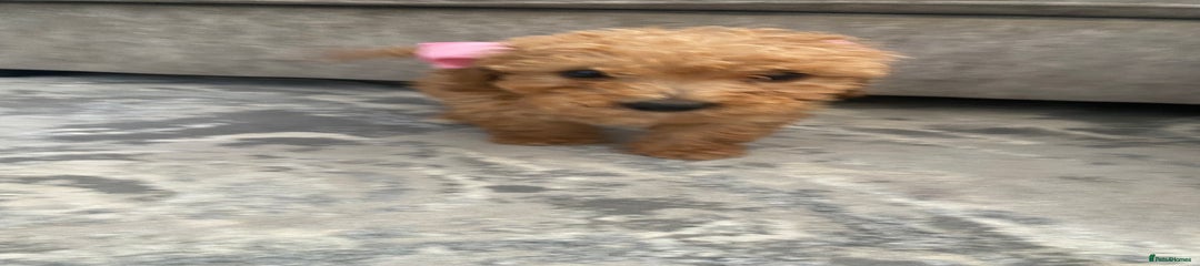 Jackapoo Puppy 4