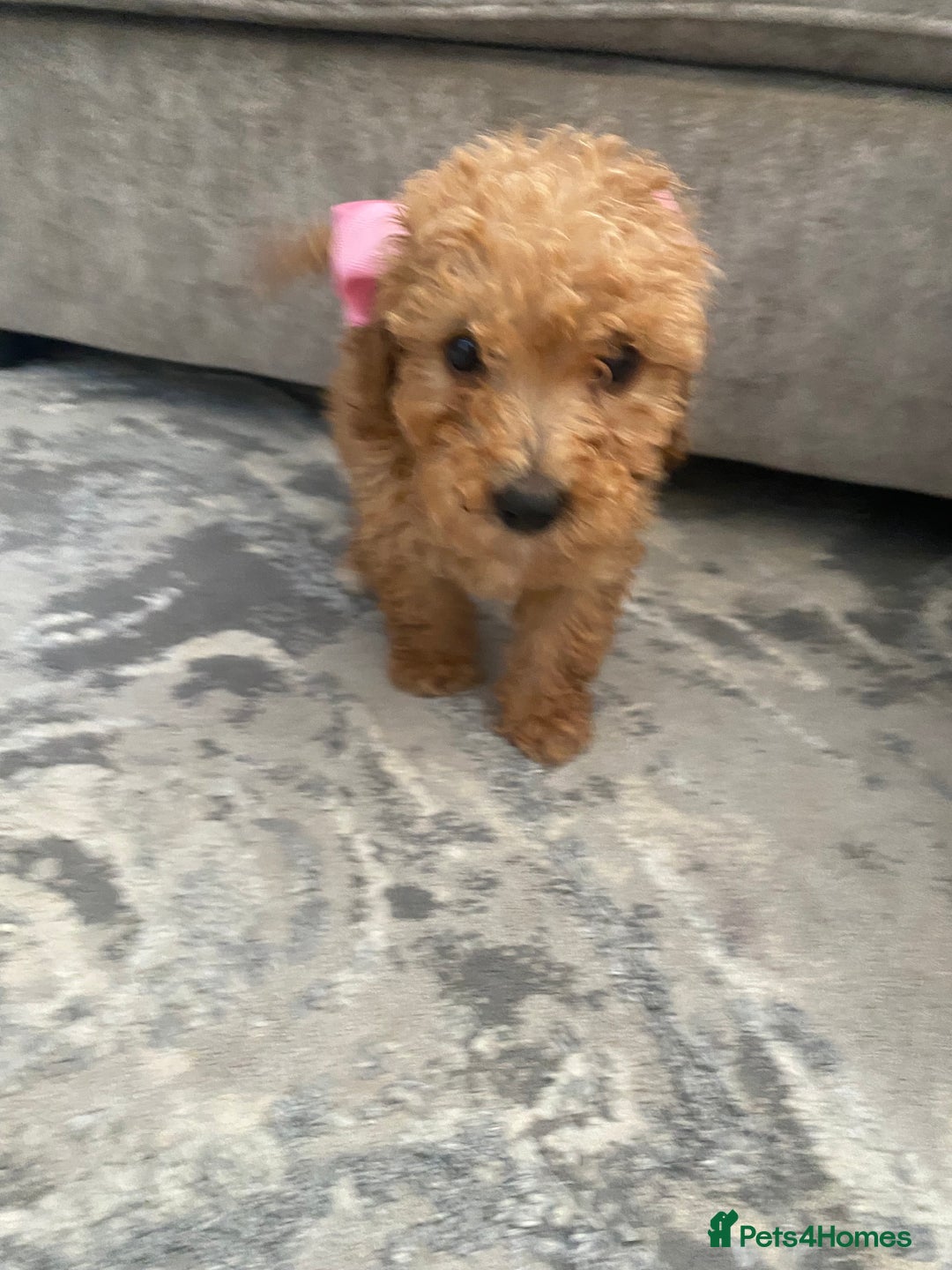 Jackapoo dogs for sale: Cream jackapoos f1b short legged  - Image 7