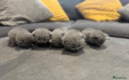 British Shorthair cats for sale: British short hair kittens  - Image 7