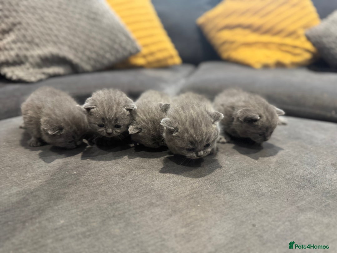 British Shorthair cats for sale: British short hair kittens  - Image 7