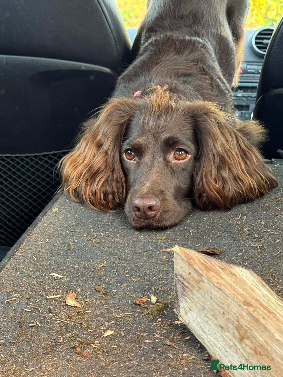 Sprocker dogs for sale: 4 LEFT Sprocker Spaniel Puppies EXCELLENT Breeding - Advert 5