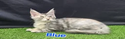 Maine Coon cats for sale: Ready now-Tica Maine Coon Kittens  - Advert 11