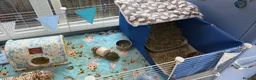 Guinea Pig rodents for sale: Male guinea pigs  in Doncaster - Advert 4