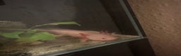 Axolotl reptiles for sale: Axolotl and full set up for sale - Advert 1