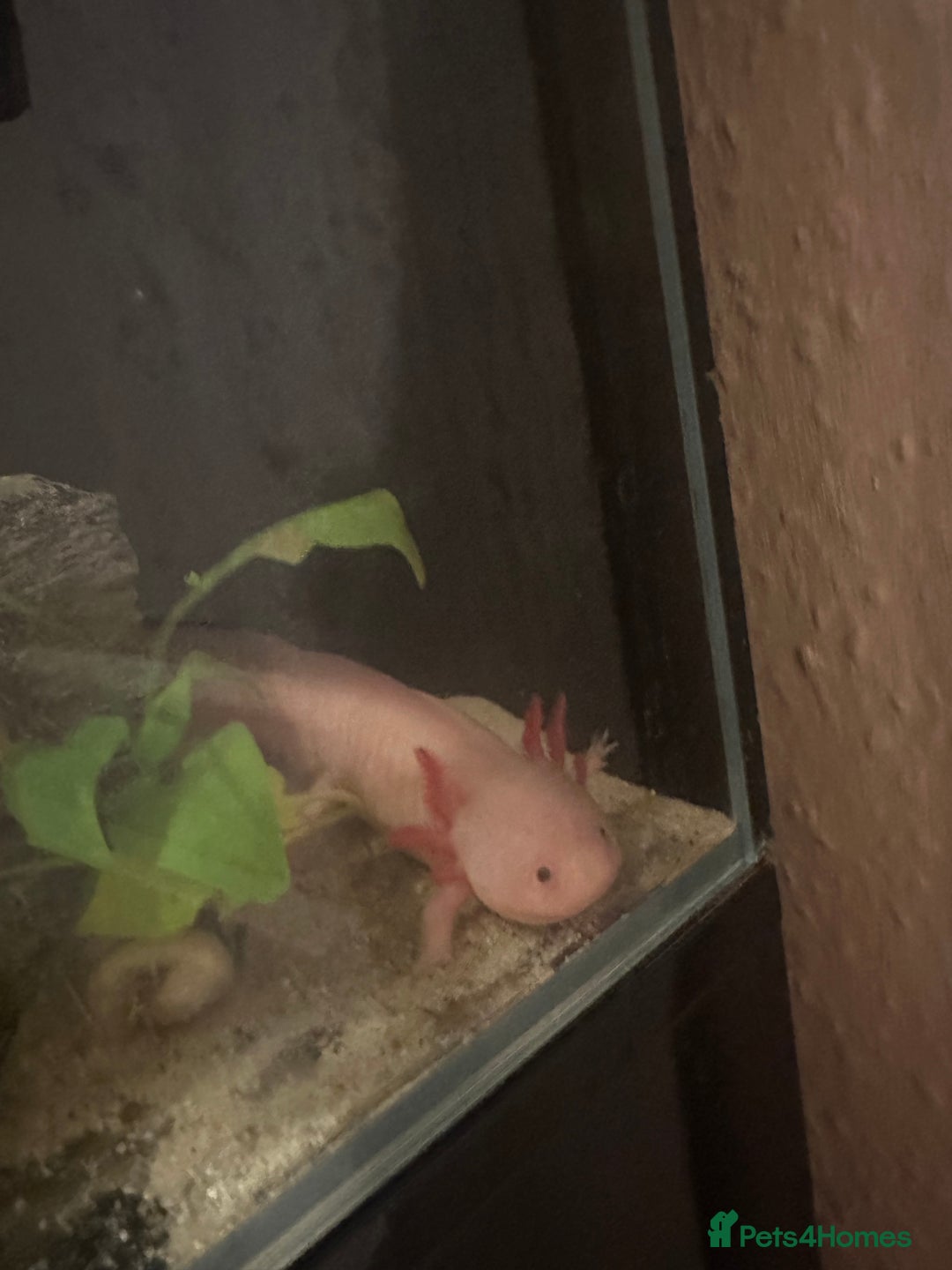 Axolotl reptiles for sale: Axolotl and full set up for sale - Advert 1