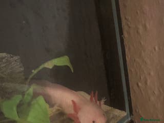 Axolotl reptiles Axolotl and full set up for sale - Advert 1