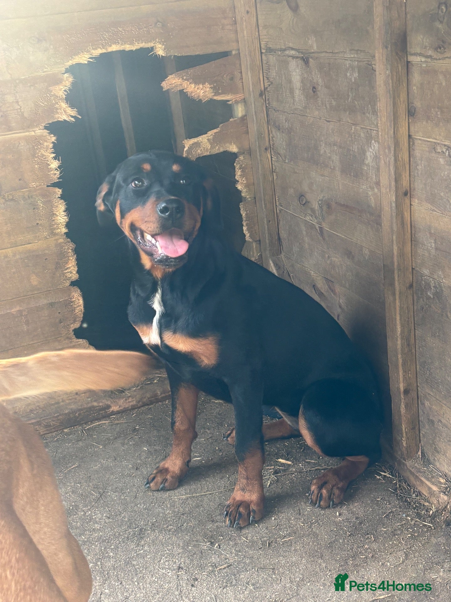 Rottweiler dogs 5 month old bitch  - Advert 1