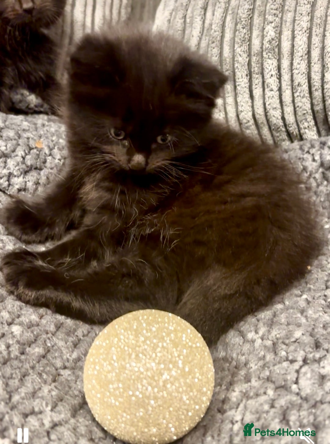 Mixed Breed cats for sale: Very fluffy, playful kittens - Advert 10