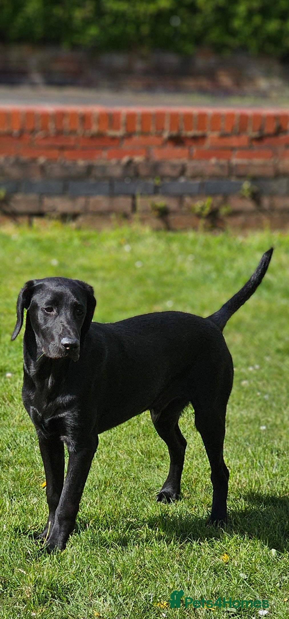Labrador Retriever dogs Handsome black labrador for stud - Advert 1