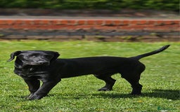 Labrador Retriever dogs for stud: Handsome black labrador for stud - Image 7