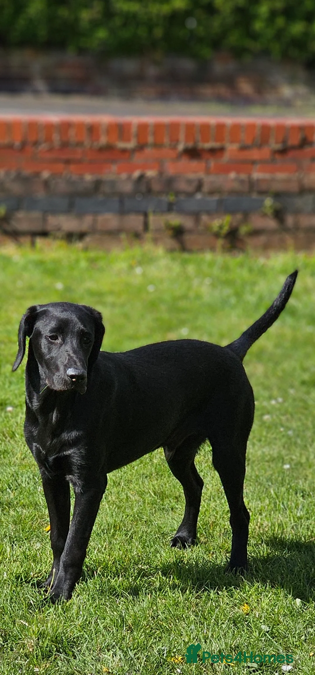 Labrador Retriever dogs for stud: Handsome black labrador for stud - Advert 1
