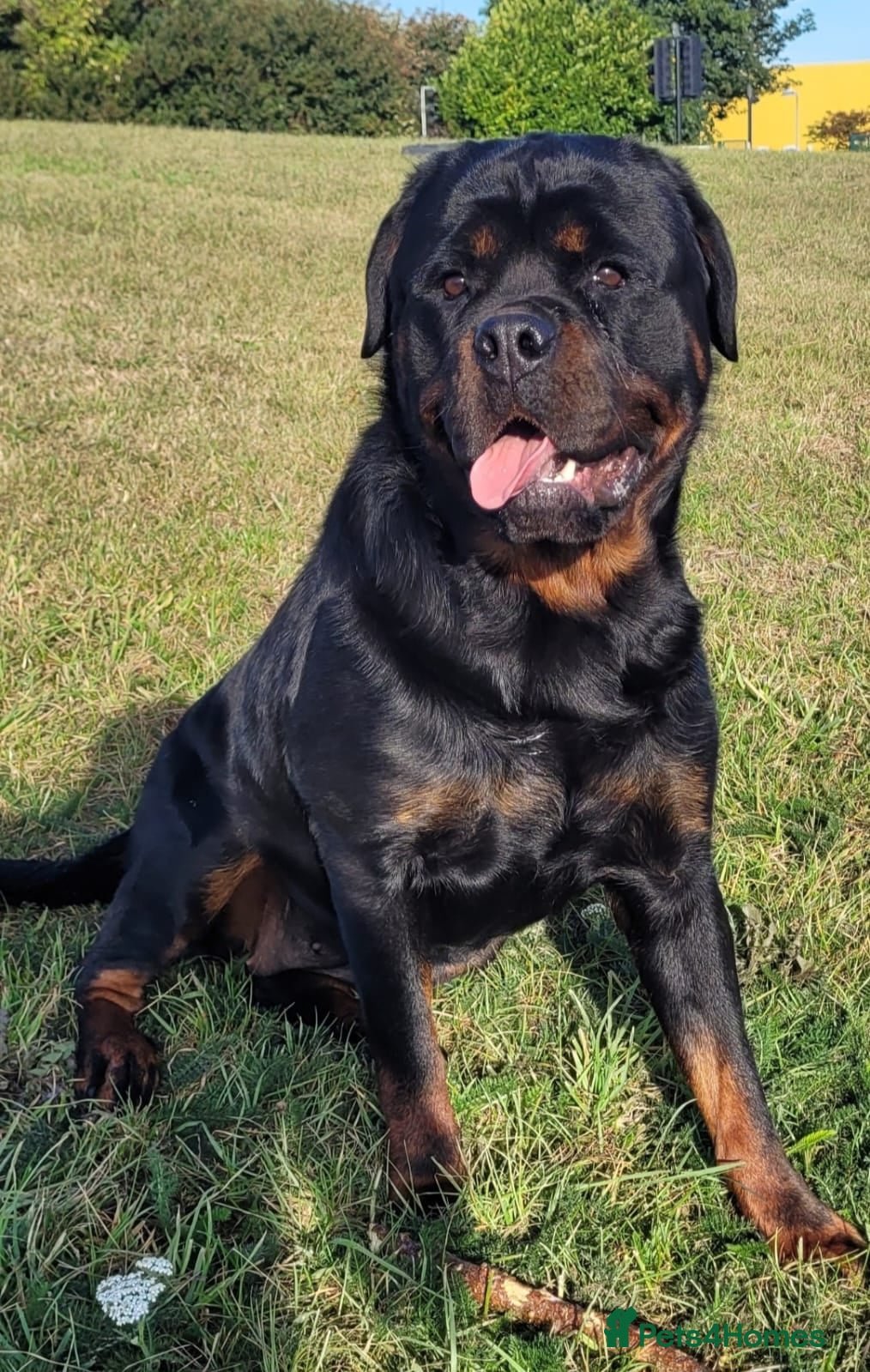 Rottweiler dogs Beautiful Female Rottweiler Available - Advert 1