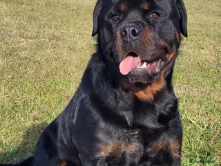 Rottweiler dogs Beautiful Female Rottweiler Available - Advert 1