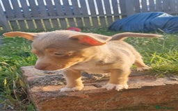 Jack Russell dogs for sale: Miniature jack Russell's READY NOW  - Image 7