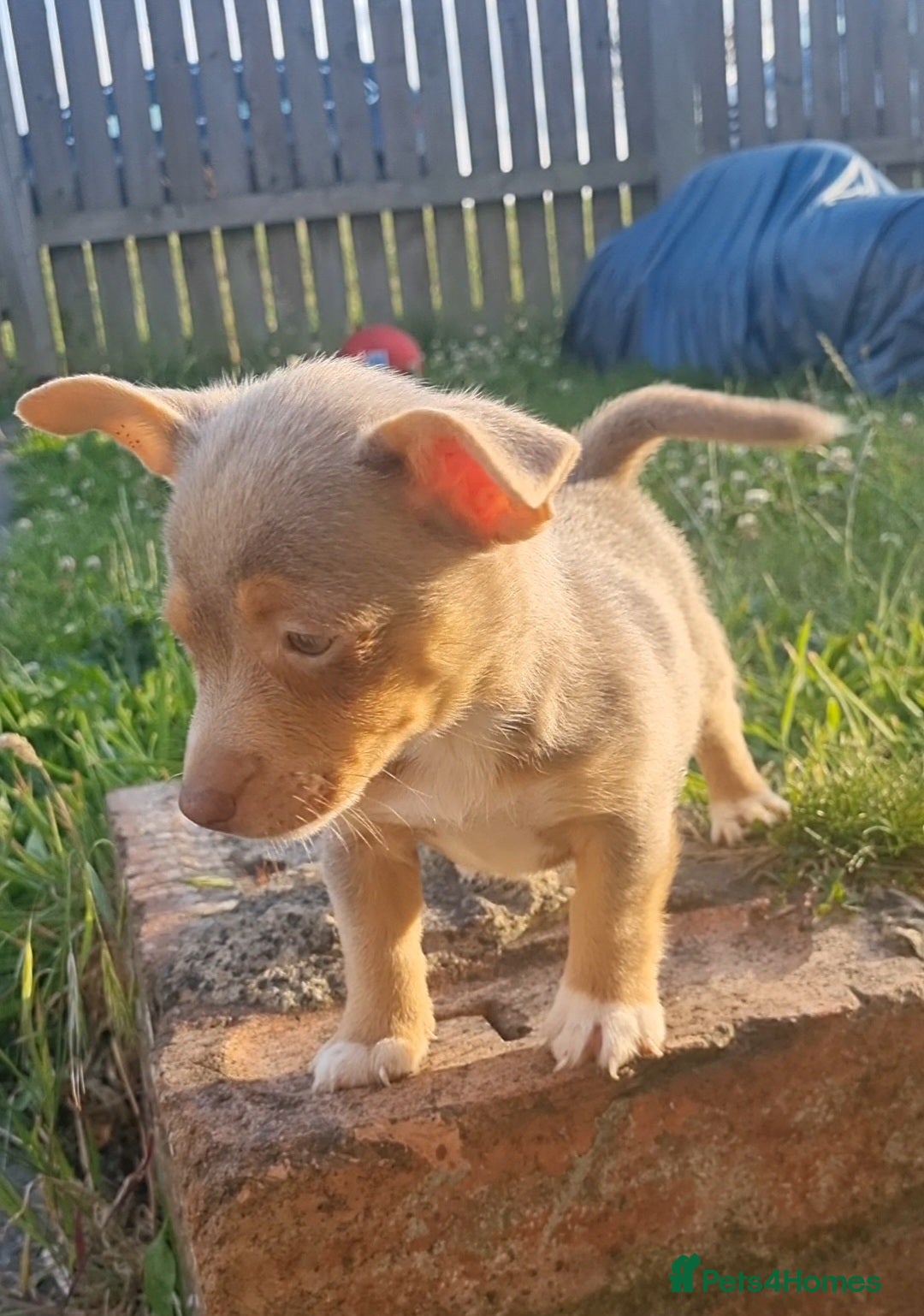 Jack Russell dogs for sale: Miniature jack Russell's READY NOW  - Image 7