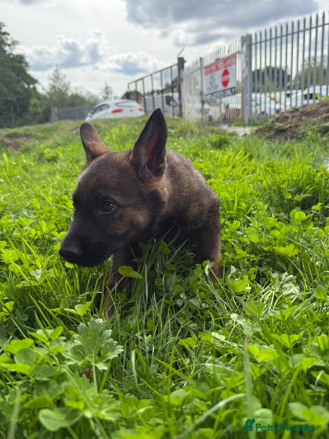 German Shepherd dogs for sale: Germany 🇩🇪 shepherd puppies dogs 🐕 big boned - Image 5