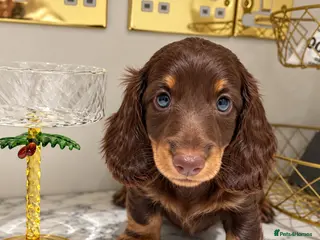 Miniature Dachshund dogs EXCEPTIONAL LONGHAIRED MINIATURE DACHSHUND PUPPIES - Advert 5