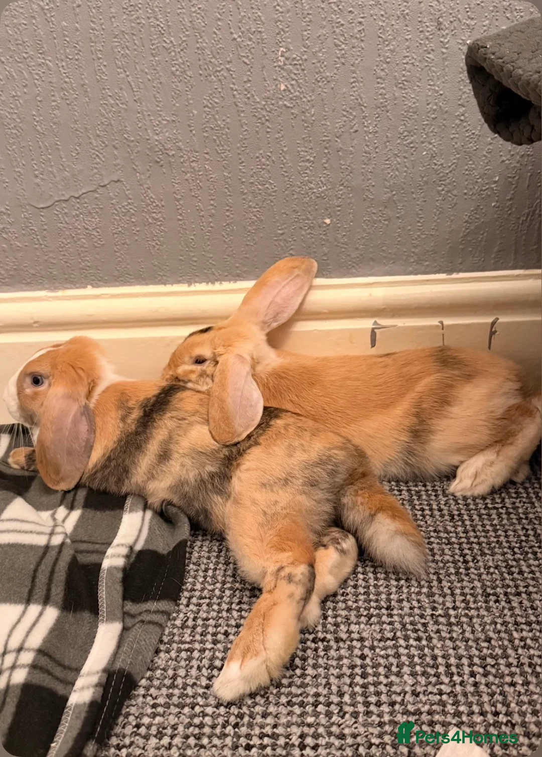 Mixed Breed rabbits for sale: 2 boys 8months old  - Advert 6