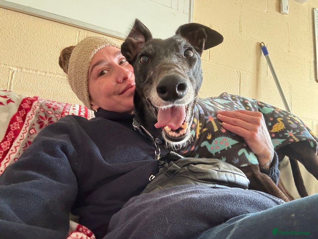Greyhound dogs for adoption: Iris  - Advert 2
