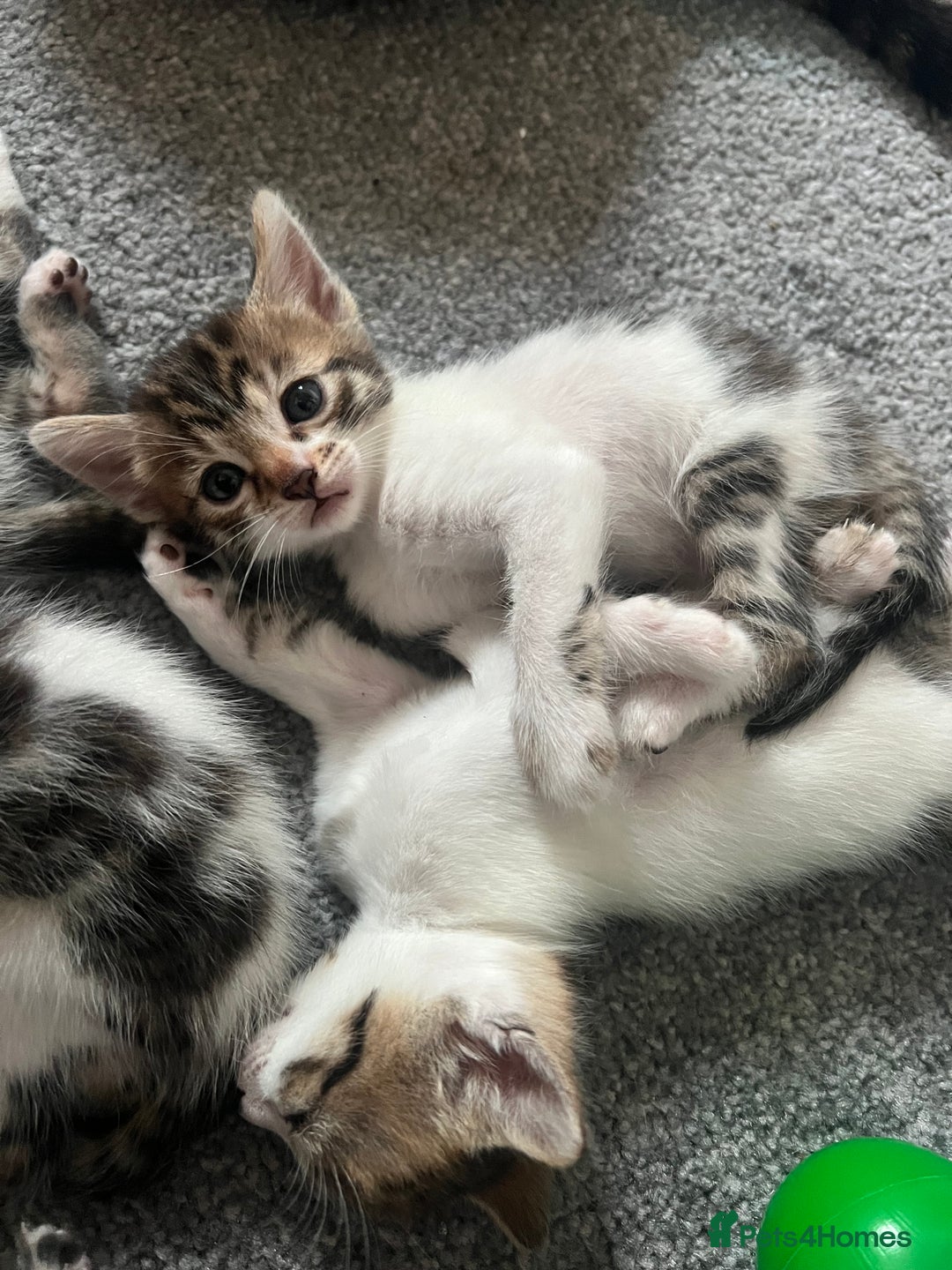 Mixed Breed cats for sale: Ready! Snow Bengal/Seal Lynx X Kittens  - Image 10