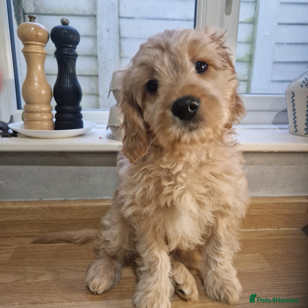 Cavapoochon dogs for sale: Cavapoochon boy  - Advert 7